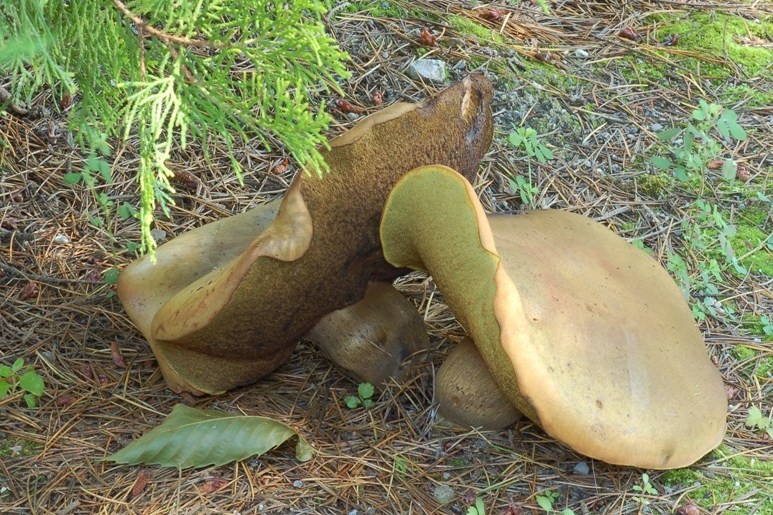 Boletus e Tricholoma da determinare.